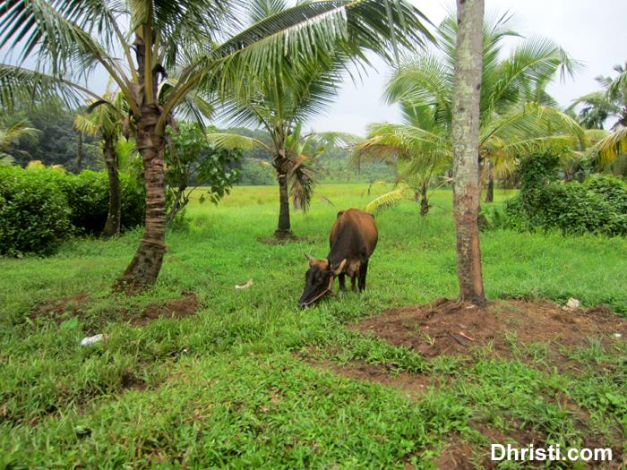 Pathanamthitta, India